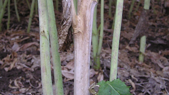 Vær opmærksom på storknoldet knoldbægersvamp